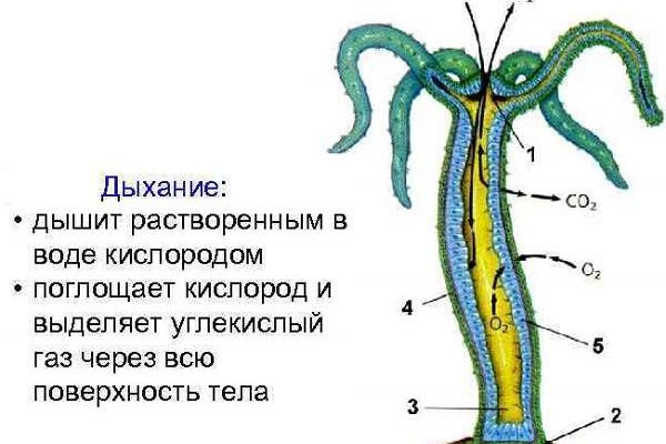 Кракен лучший маркетплейс