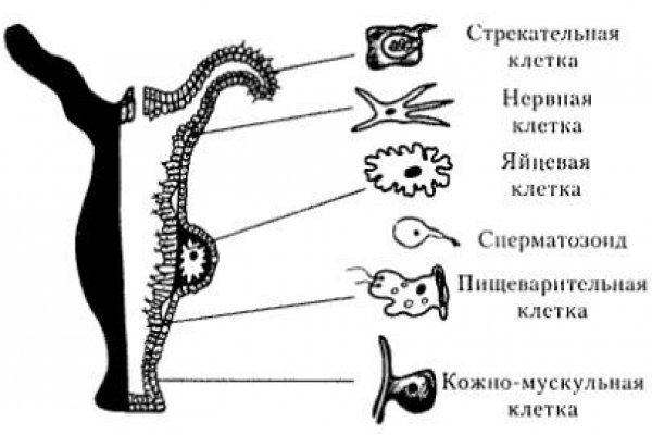 Ссылка на кракен в браузере